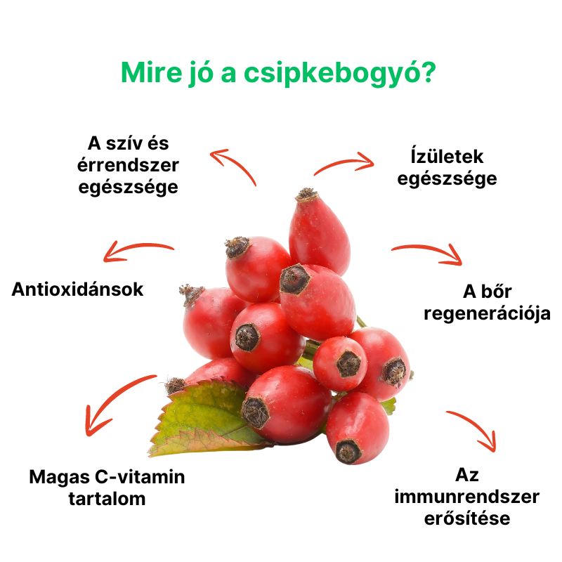 (Maďarština) Co nám šípky mohou nabídnout